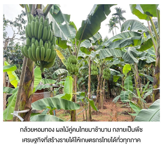 กล้วยหอมทอง ผลไม้คู่คนไทยมาช้านาน กลายเป็นพืชเศรษฐกิจที่สร้างรายได้ให้เกษตรกรไทยได้ทั่วทุกภาค
