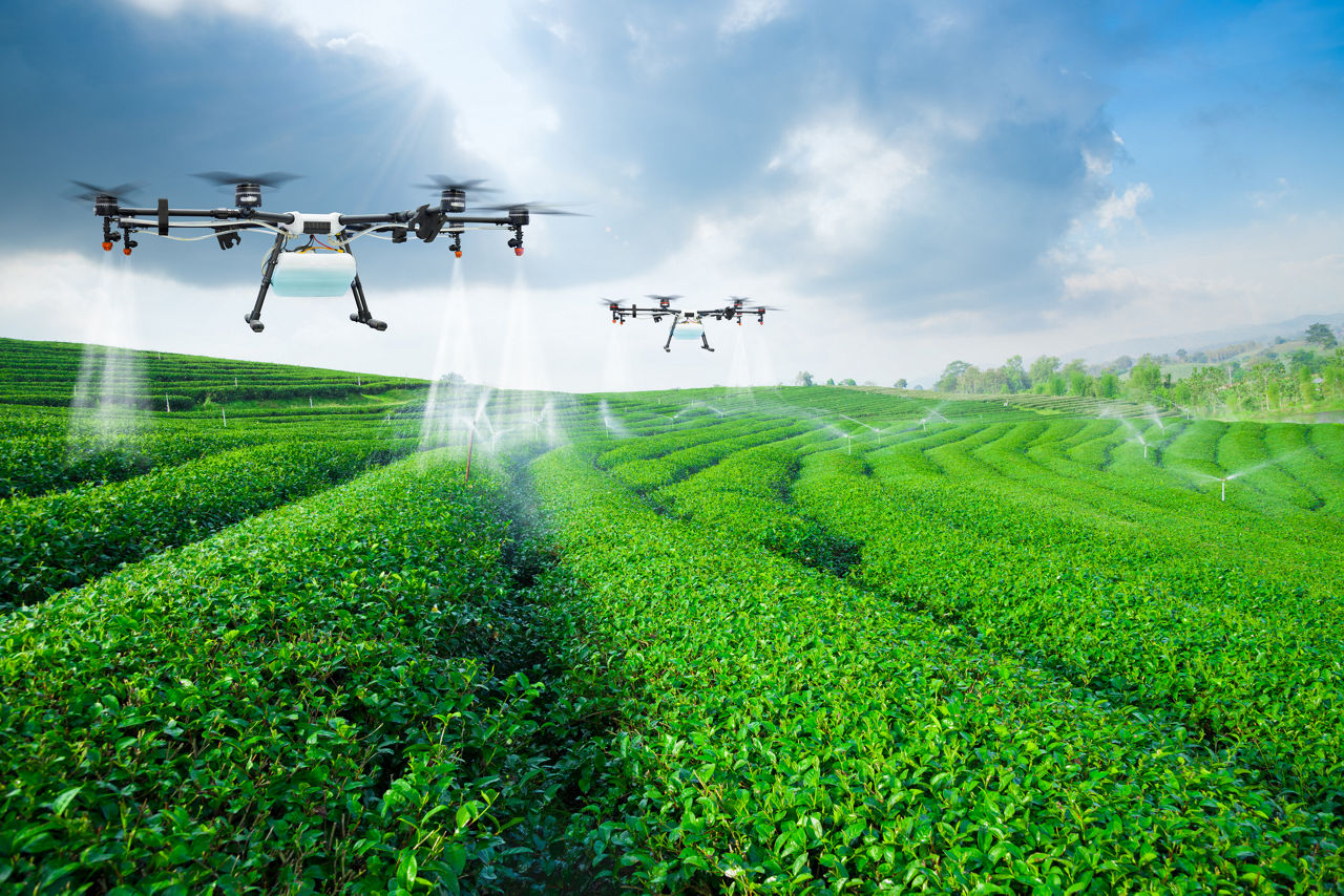 Agriculture drone fly to sprayed fertilizer on the green tea fields, Smart farm 4.0 concept