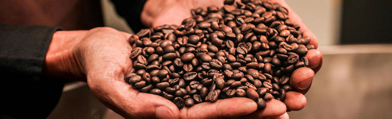 Man with freshly roasted beans in the palms of his hand