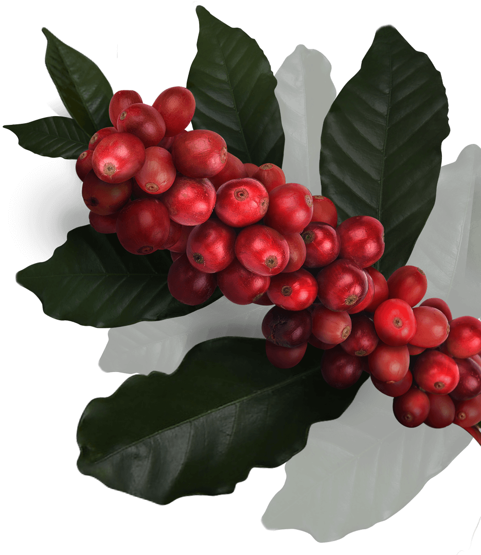 Coffee berries