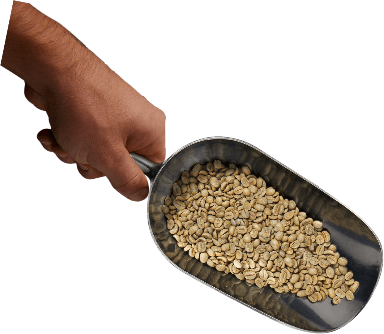 A coffee shovel with beans in it.