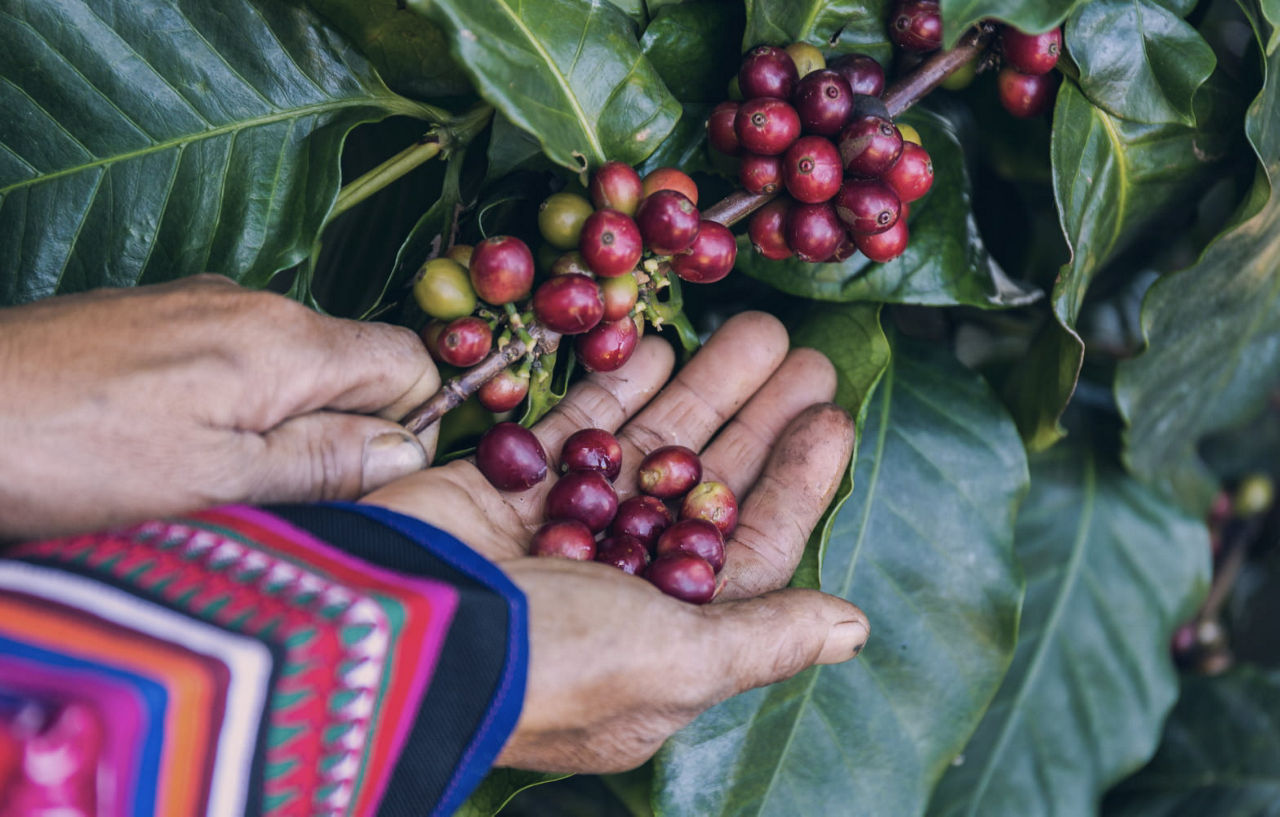 Fresh coffee beans in local roasters hands