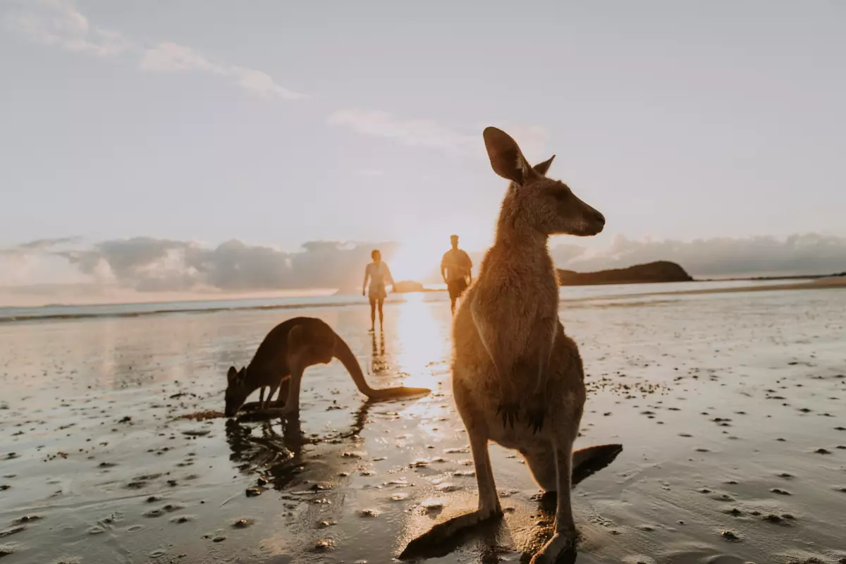 Couple watching the wallabies at sunrise, Cape Hillsborough | beautiful beaches Queensland Couple watching the wallabies at sunrise, Cape Hillsborough | beautiful beaches Queensland