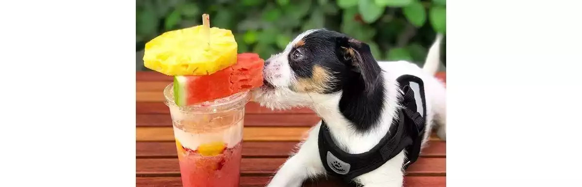 Dog Friendly Cafes In Brisbane Food Drink Queensland