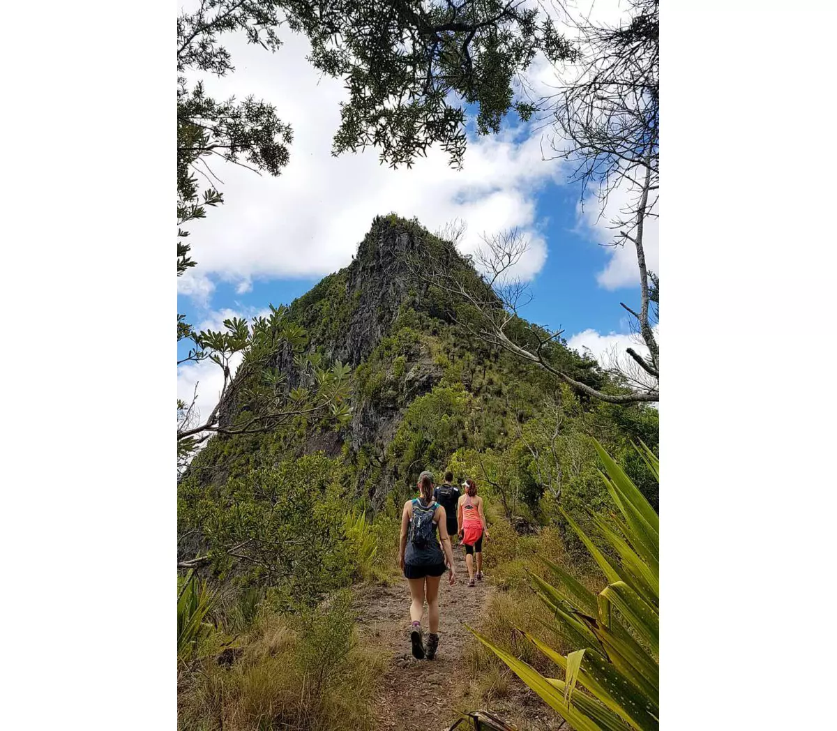 enestående moderat dråbe The Best Gold Coast Hinterland Hiking Trails To Explore | Queensland