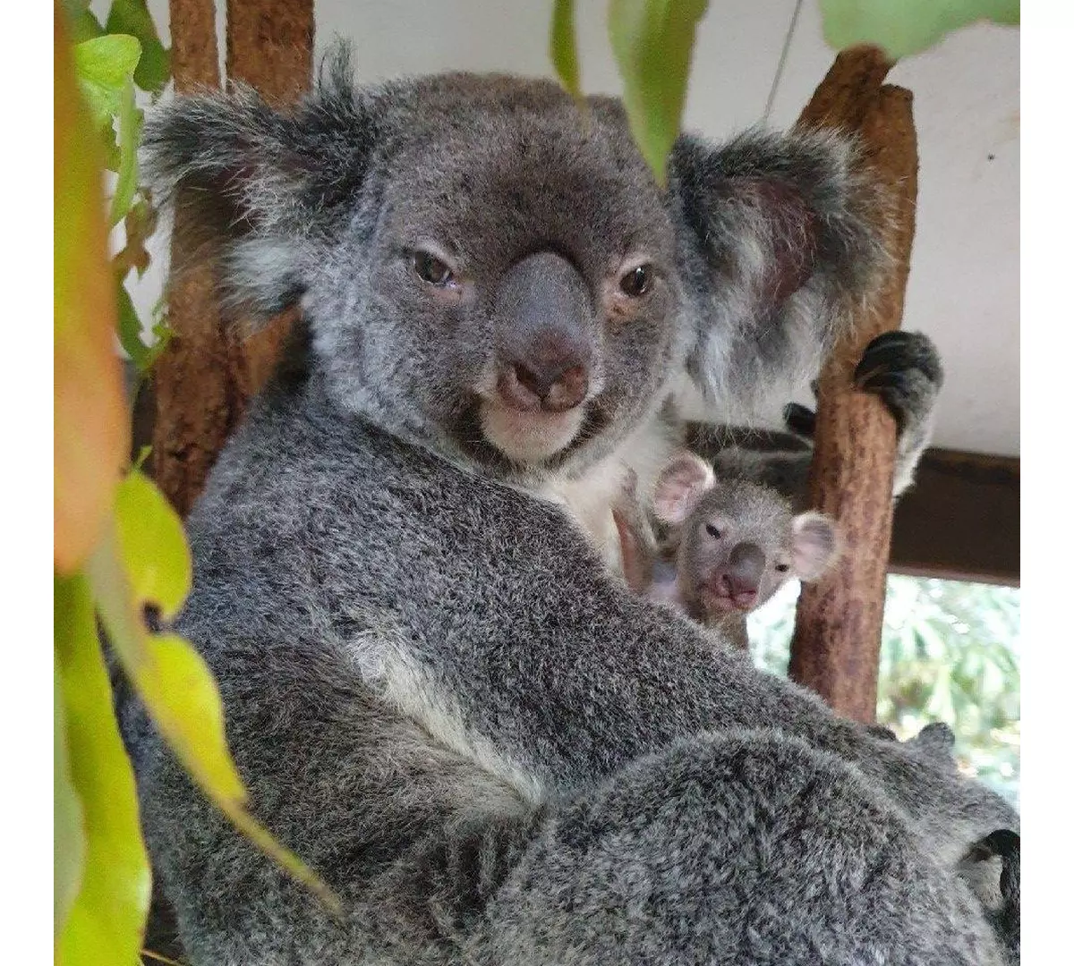The Best Zoos and Wildlife Parks in Queensland Queensland