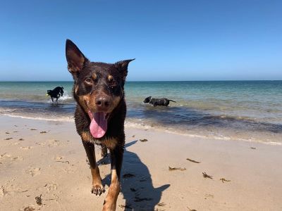Beach holidays with sales dogs