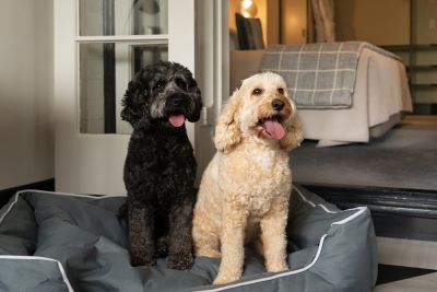 Dog friendly accom new arrivals