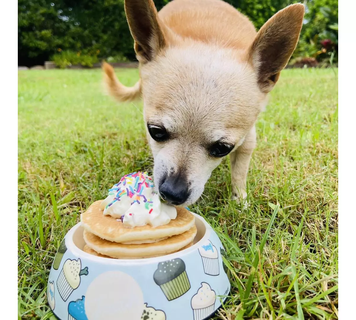 DogFriendly Cafes In Brisbane Queensland