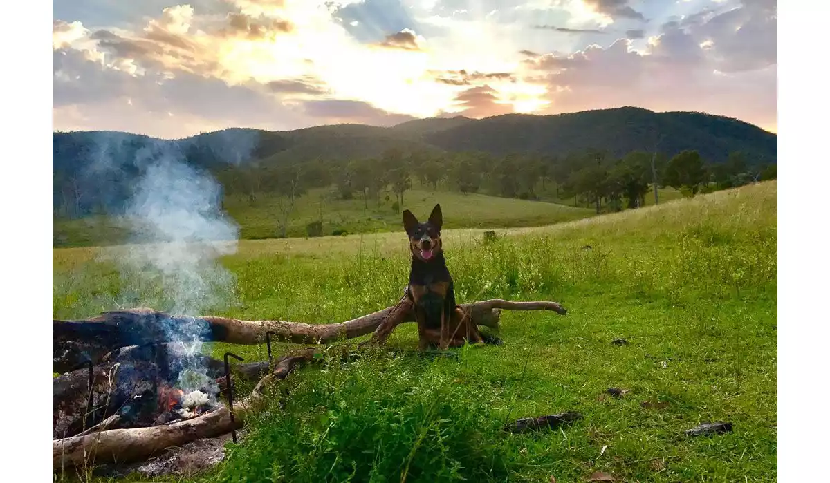 Camping With Dogs Near Brisbane Queensland