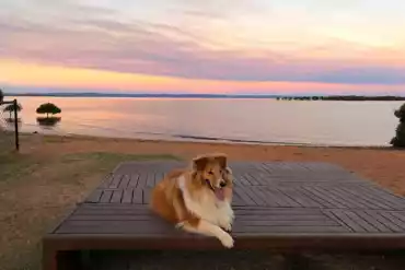 Best Dog Beaches Gold Coast Experiences Queensland