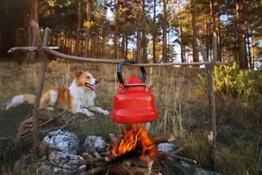 Queensland Pet Friendly Camping Grounds Queensland