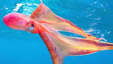 海中美術館(MOUA)の全て | クイーンズランド 海中美術館(MOUA)の全て | クイーンズランド