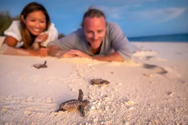 Couple watching the baby turtles (hatchlings) make their way from the beach to the water, on Lady Musgrave Island with Lady Musgrave Experience | where to see turtles queensland