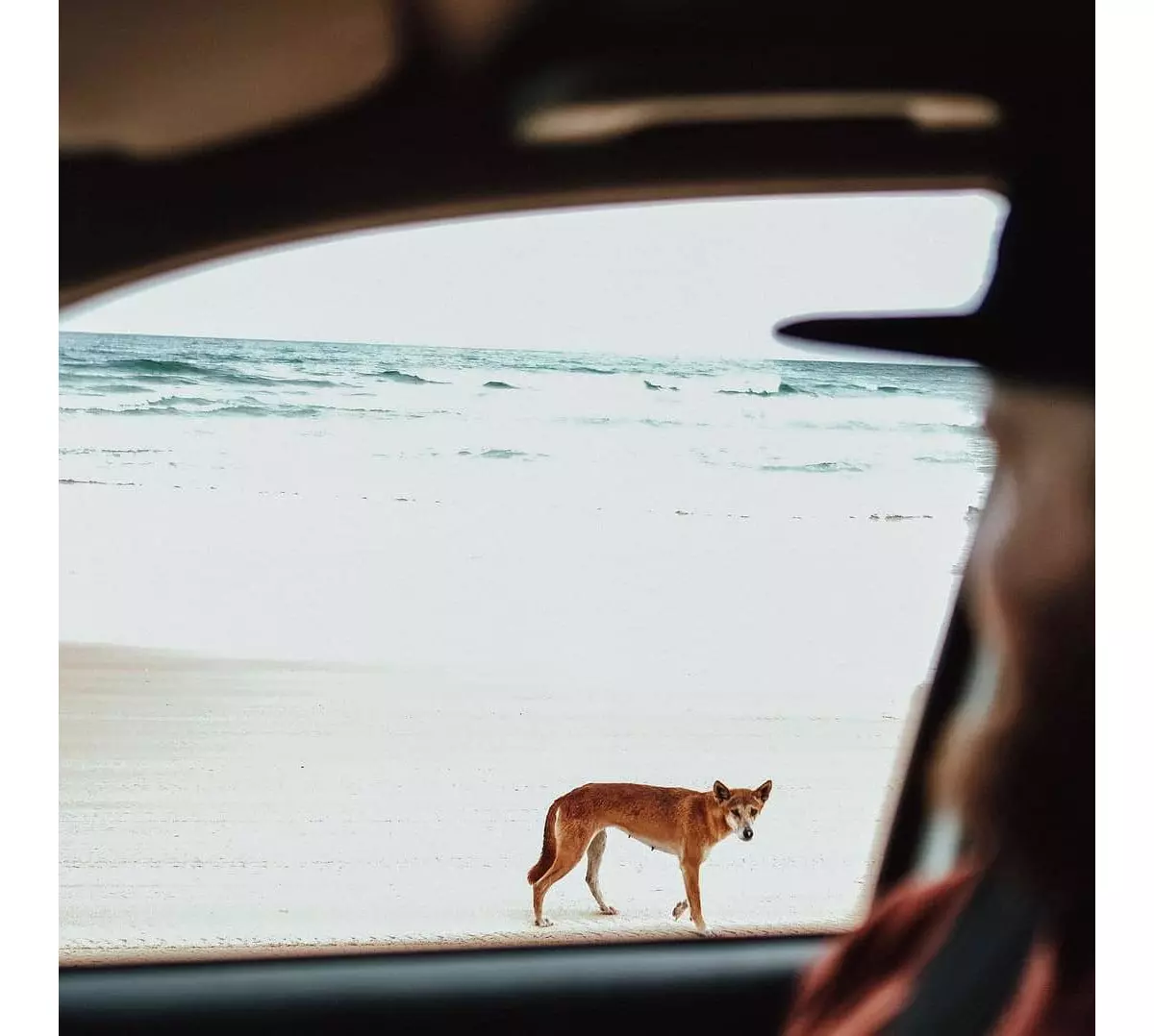 how many dingoes are left on fraser island