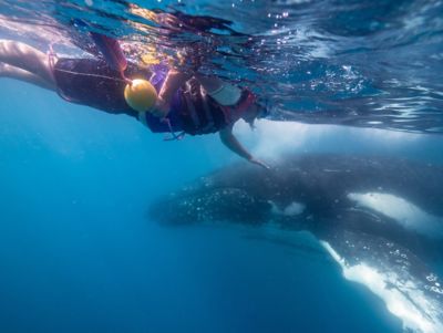 Whale diver watch outlet