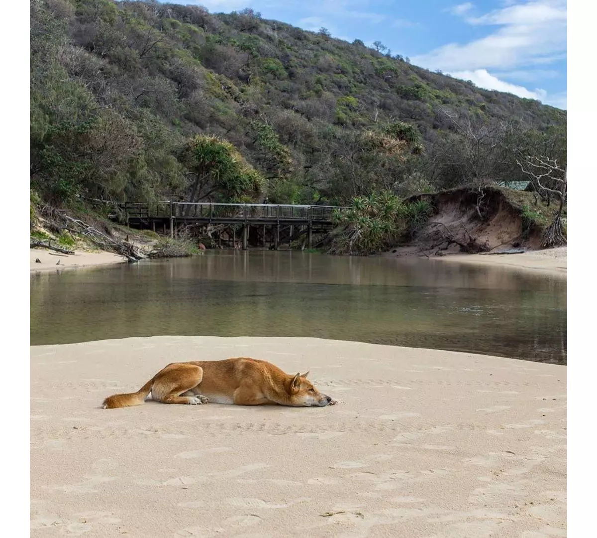 how many dingoes are left on fraser island