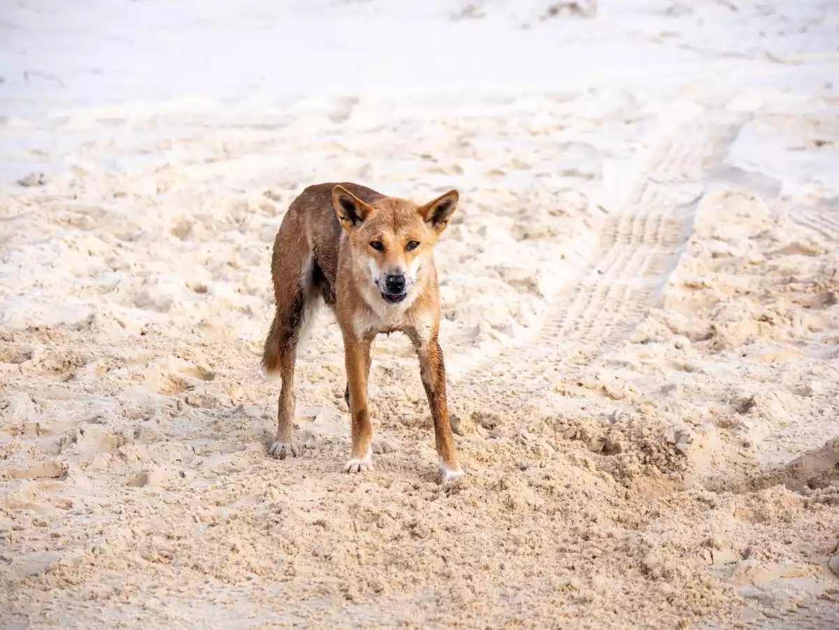 Ægte Rejse Wetland Fascinating Facts About Dingoes on Fraser Island | Queensland