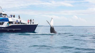 Whale watching at Hervey Bay