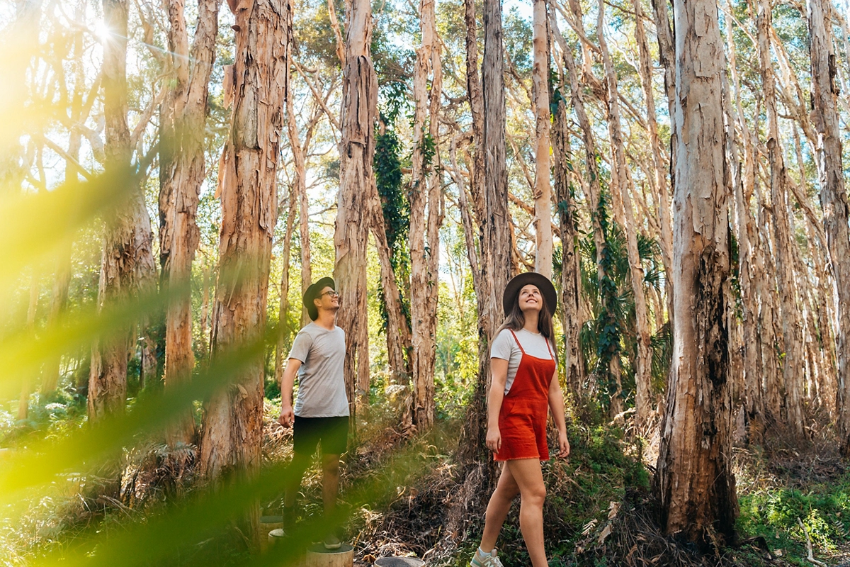 Paperbark Forest Boardwalk | day trips Gladstone Paperbark Forest Boardwalk | day trips Gladstone