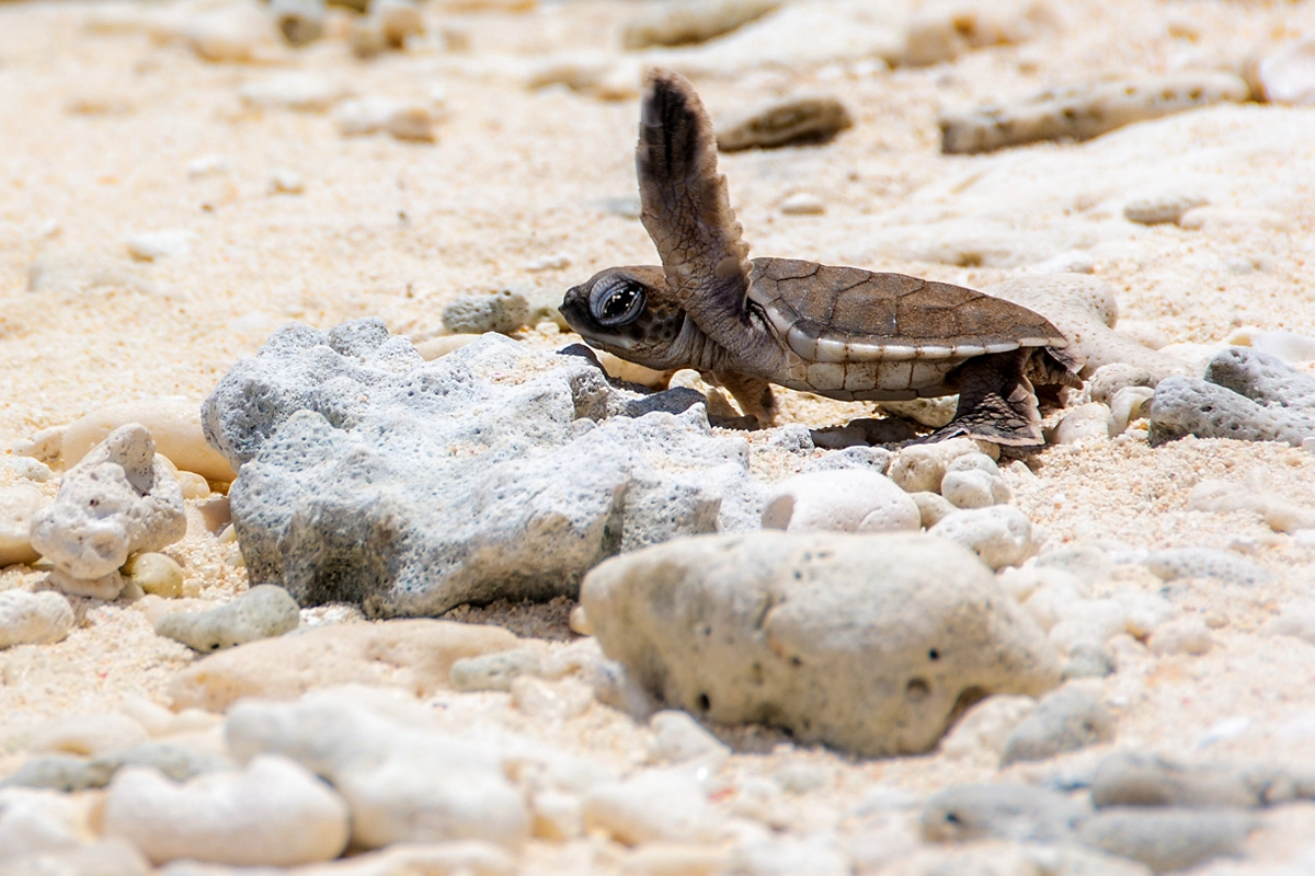 turtles queensland | queensland nature wildlife calendar turtles queensland | queensland nature wildlife calendar