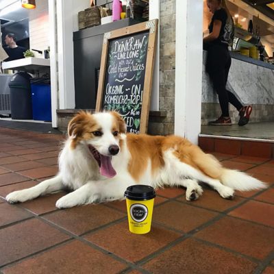 The Best Dog friendly Cafes On The Gold Coast Queensland