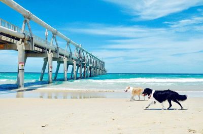 Beach dogz shoes hotsell