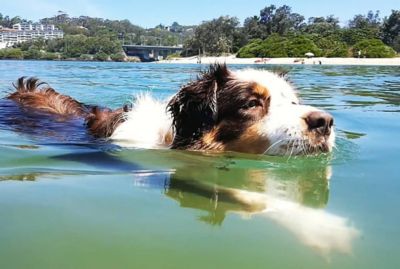Dogs free to good home sale gold coast