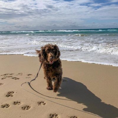 Pet friendly hot sale beach holidays