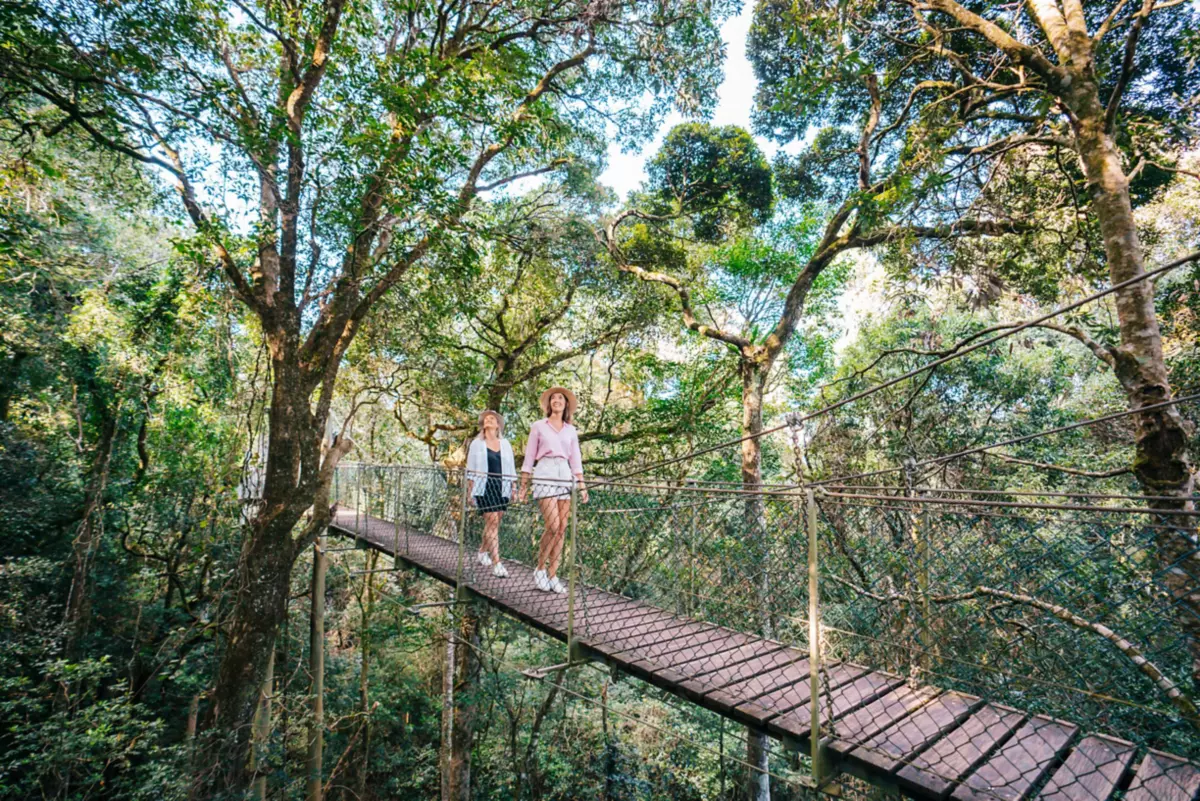 Family activities Gondwana Rainforests Queensland