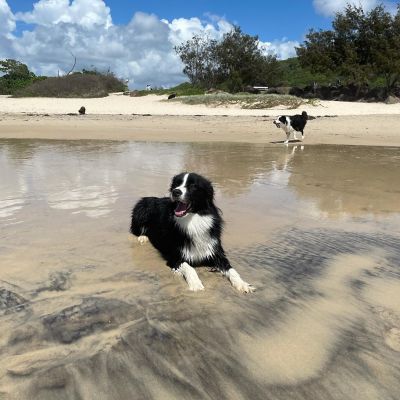 Dogs free to good home gold coast new arrivals