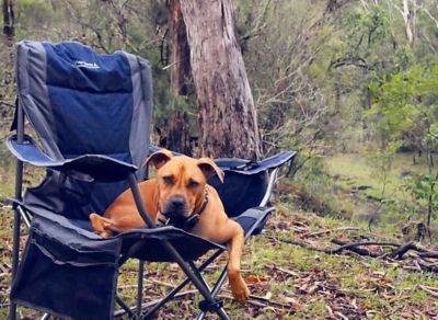 Dog friendly hikes gold coast 2025