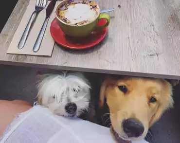 The Best Dog Friendly Cafes On The Gold Coast Queensland