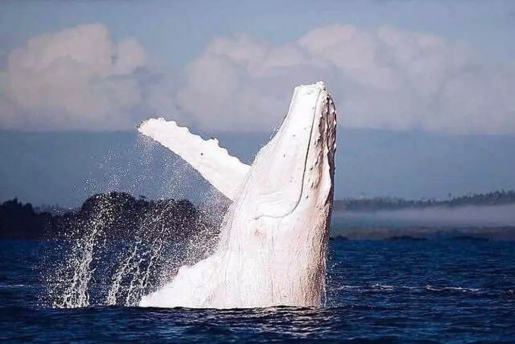 Migaloo