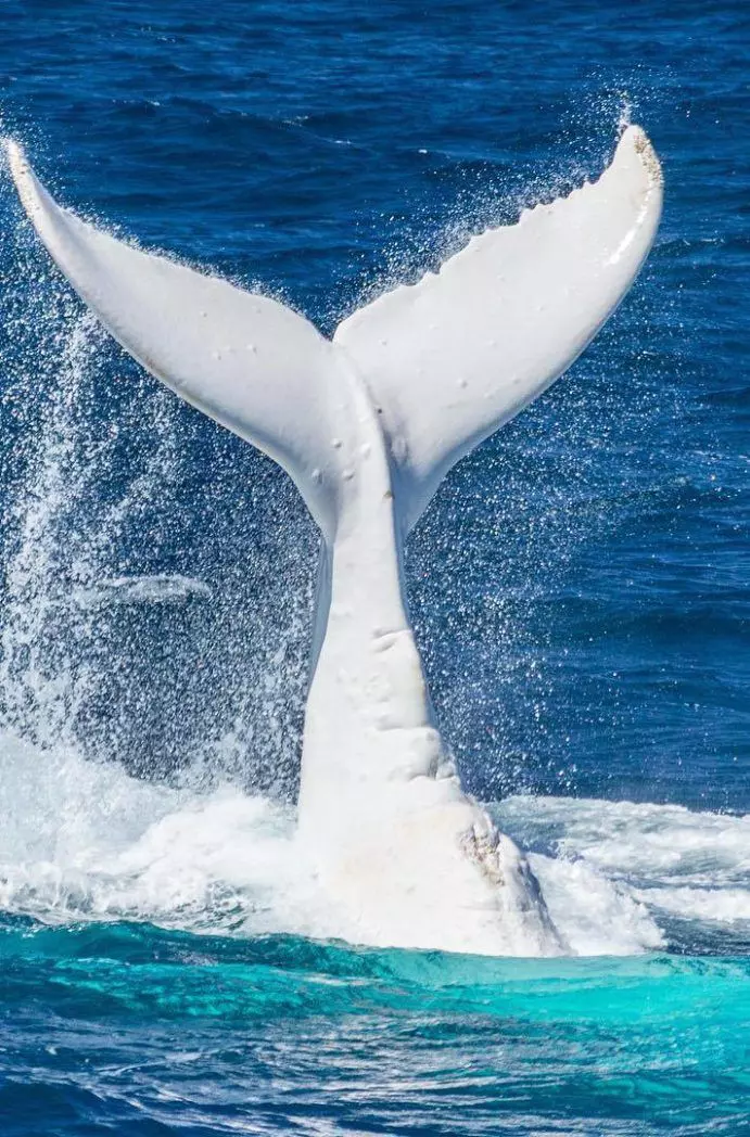 Migaloo Whales
