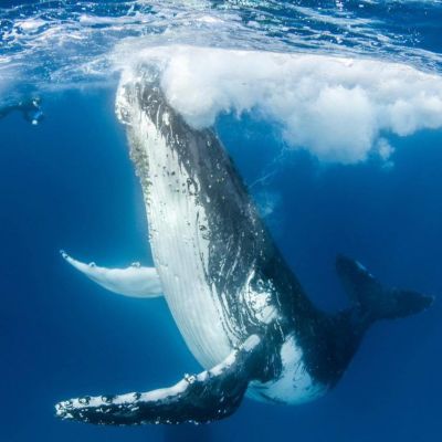 新製品情報も満載 ホエール クジラ イルカ ポリネシアン アンクレット アクセサリー