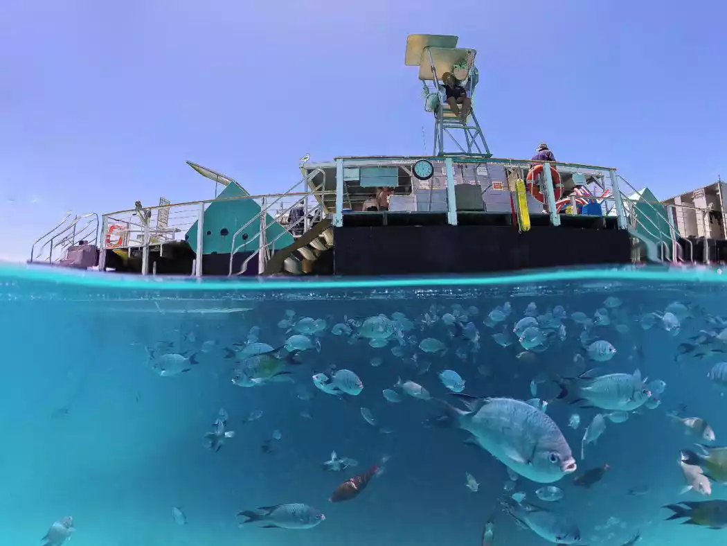The Top 10 Great Barrier Reef Facts Queensland