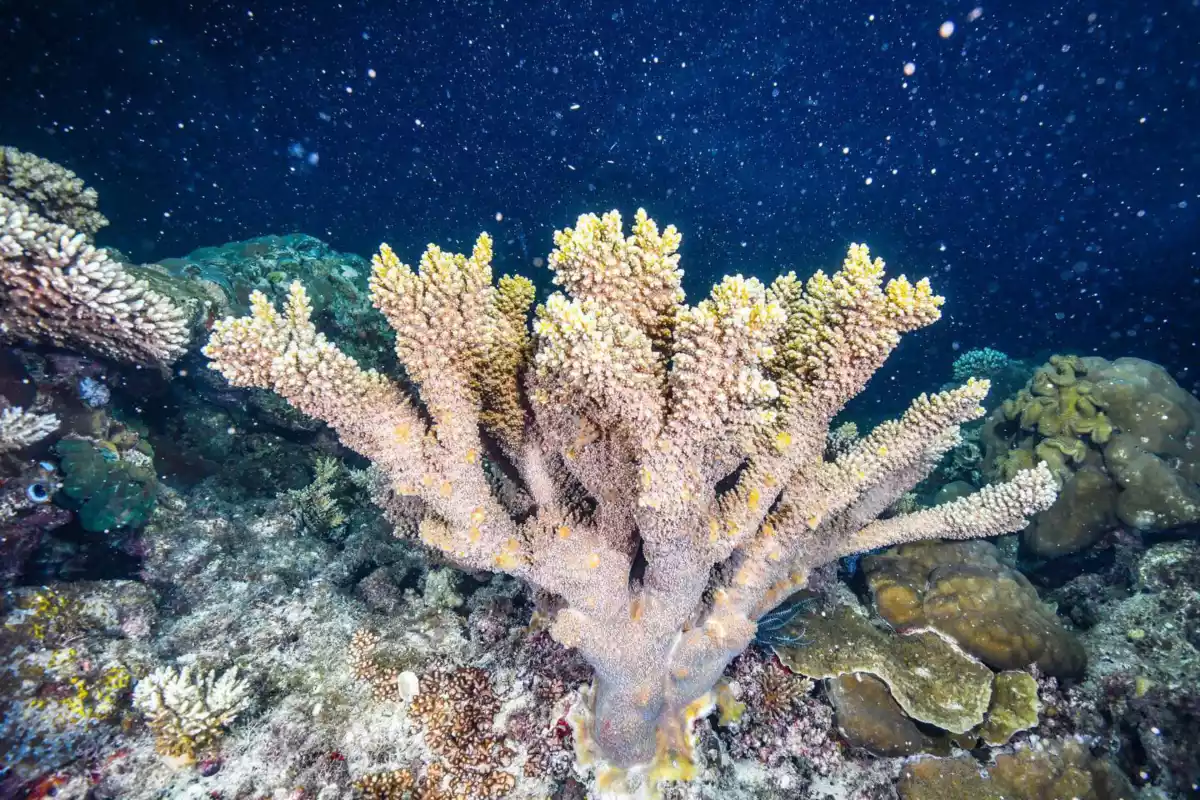 珊瑚產卵