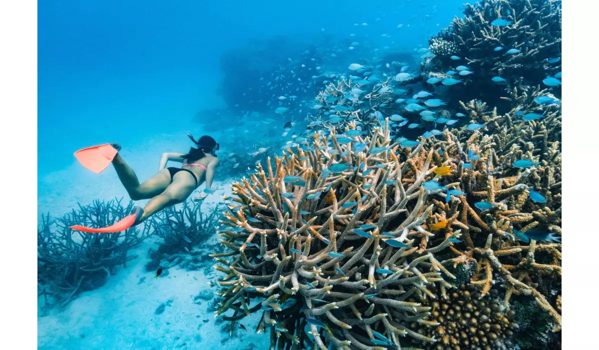 How You Can Help the Great Barrier Reef