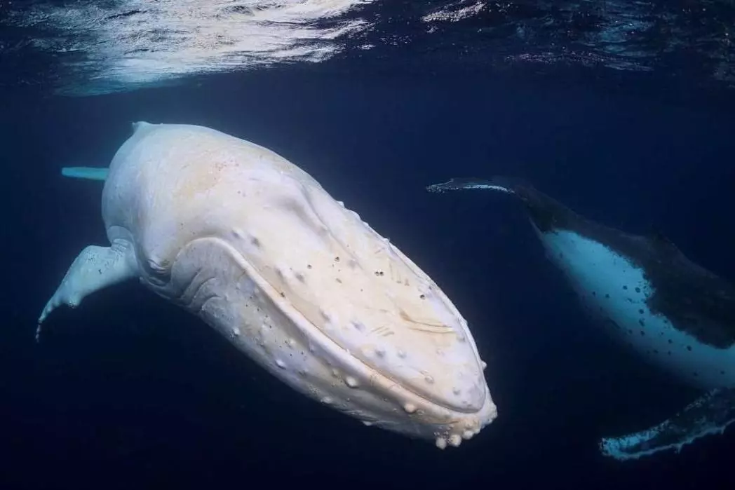 Migaloo Whales