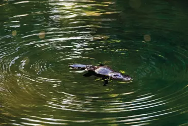Platypus, Broken River, Eungella National Park Mackay | How to see a platypus in Queensland