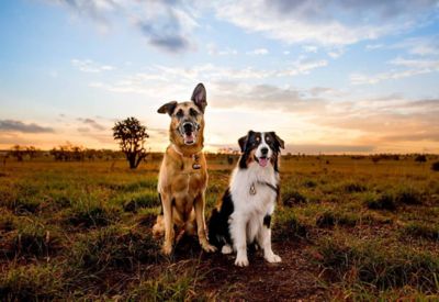 Blue sales heeler outback