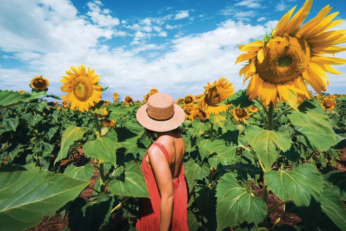 Sunflower Farm Gold Coast Best Flower Site