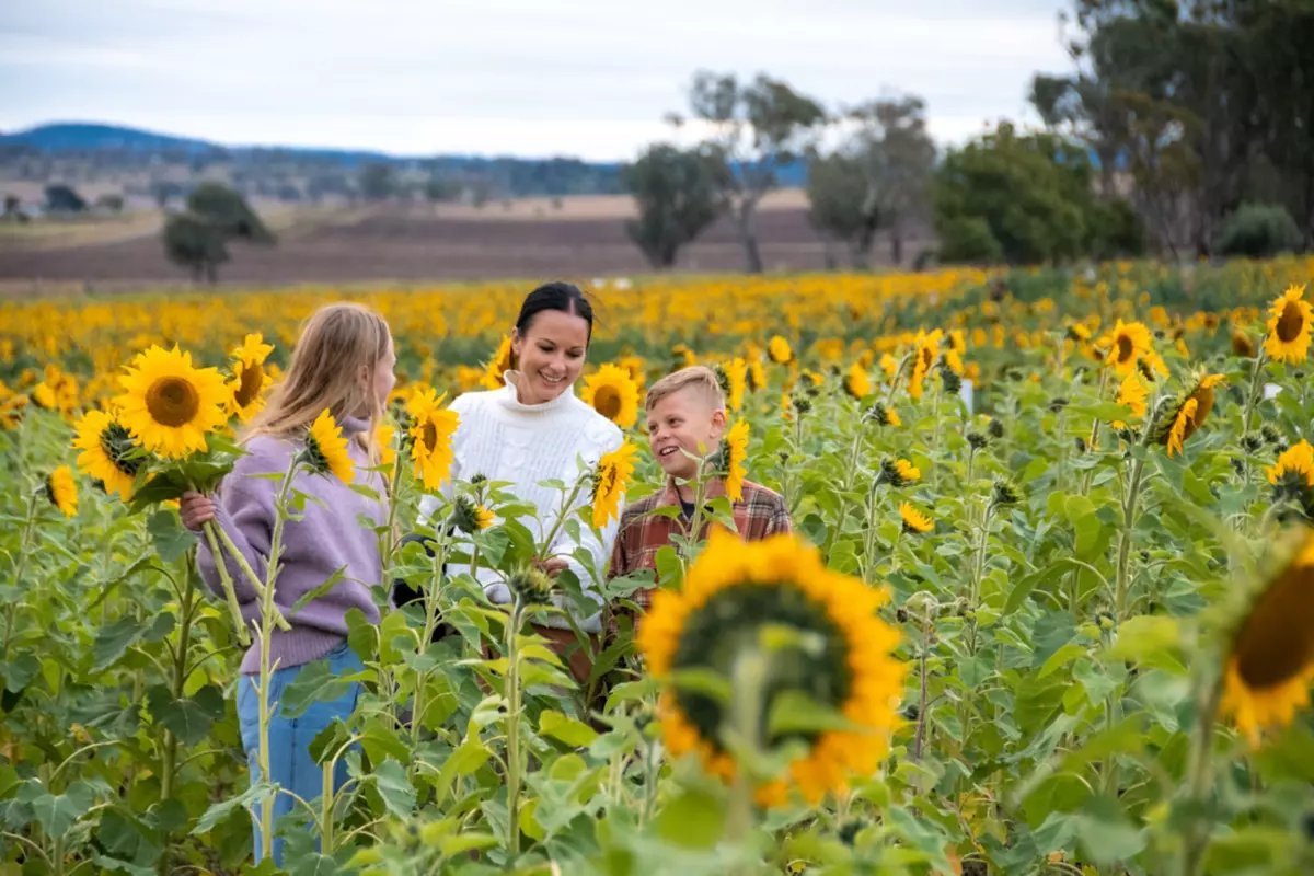 How To Experience Queensland Sunflower Fields Queensland
