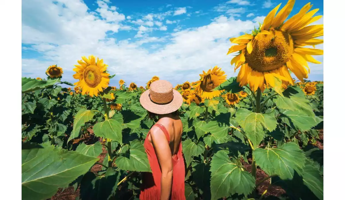 Experience Queensland Sunflower Fields Queensland