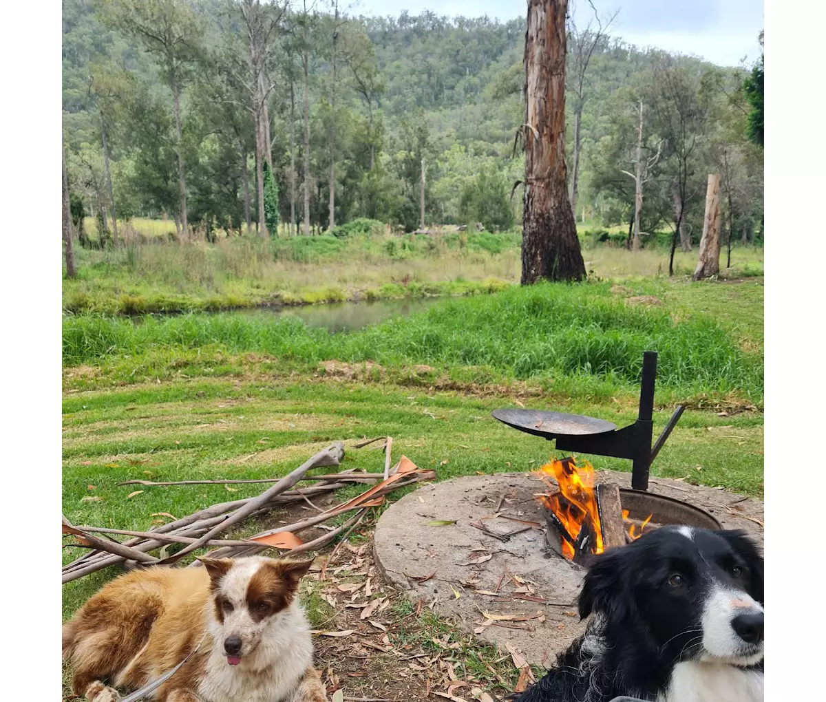 DogFriendly Camping Spots Near Brisbane Queensland