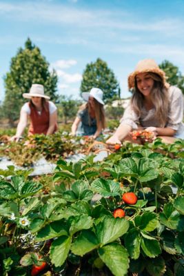 Pick Your Own Fruit In the Sunshine State Queensland