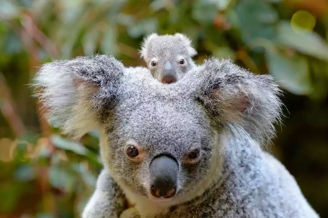 Australia Zoo S Super Cute Baby Animals Queensland