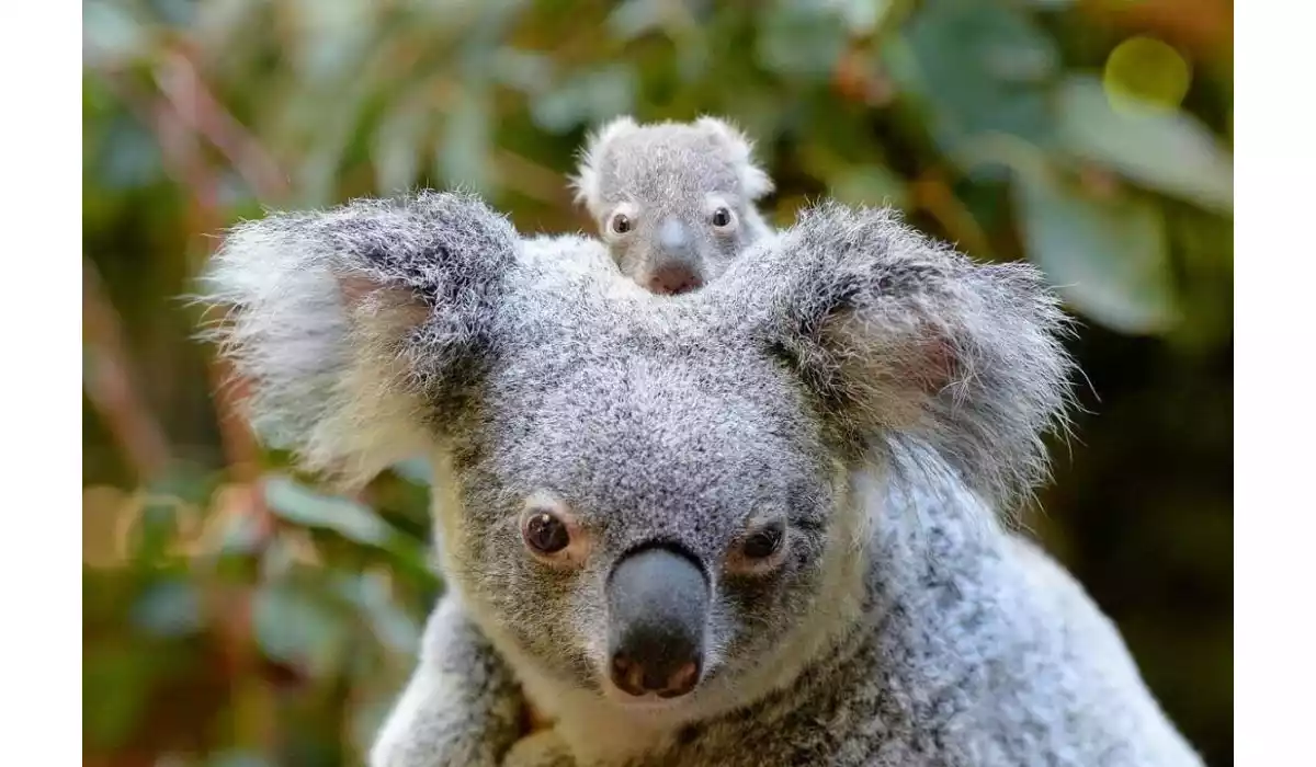 Australia Zoo S Super Cute Baby Animals Queensland