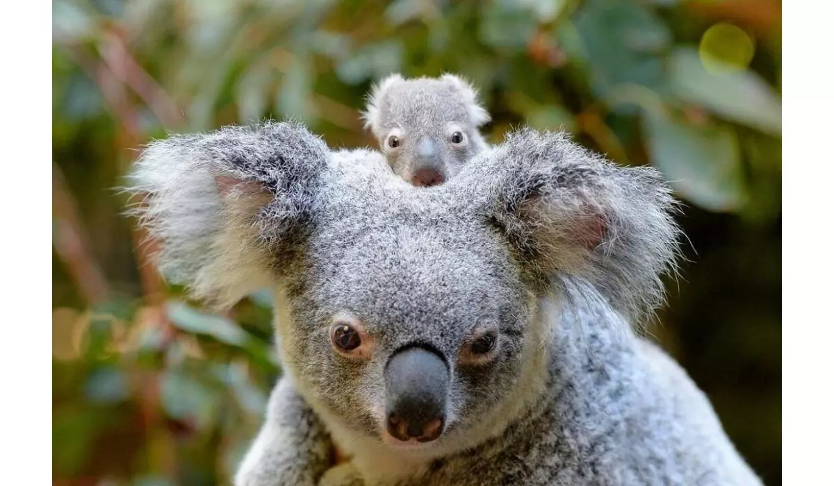 Australia Zoo\'s Super-Cute Baby Animals | Queensland